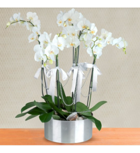 5 dal beyaz orkide